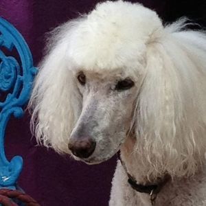 Meet your Posher, Tracy